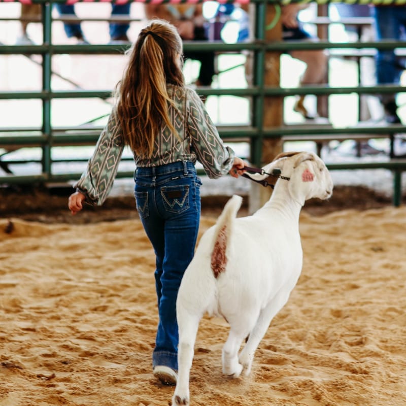Highland County Fair - Livestock Pet Contest - Monterey, Virginia 1