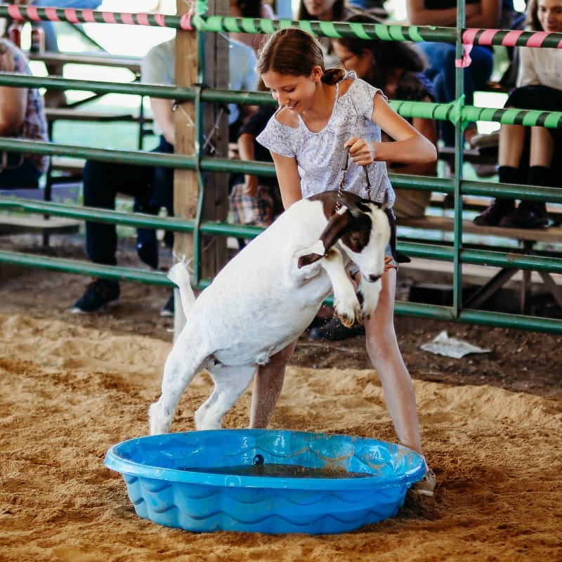 Highland County Fair - Monterey, Virginia - Livestock Obstacle Course 1