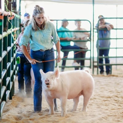Highland County Fair - Youth Hog and Beef Show - Monterey, Virginia