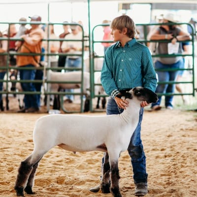 Highland County Fair - Youth Sheep and Goat Show - Monterey Virginia