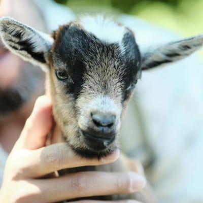Highland County Fair - Pet Lamb and Goat Contest - Monterey Virginia